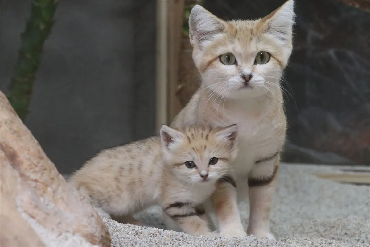 スナネコの育児姿が見られるかも 神戸の動物園が赤ちゃんとママの親子展示をスタート Cat Press