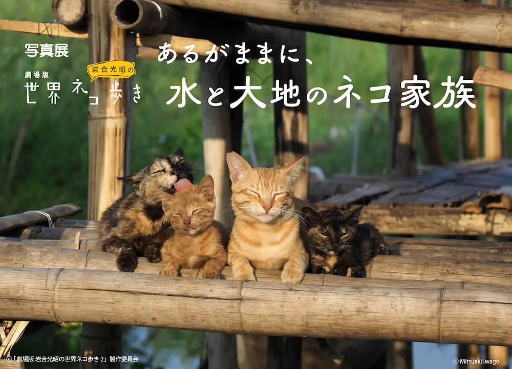 北海道とミャンマーで暮らす猫の家族愛を撮影 劇場版 世界ネコ歩き 第2弾の写真展が京都で開催 Cat Press