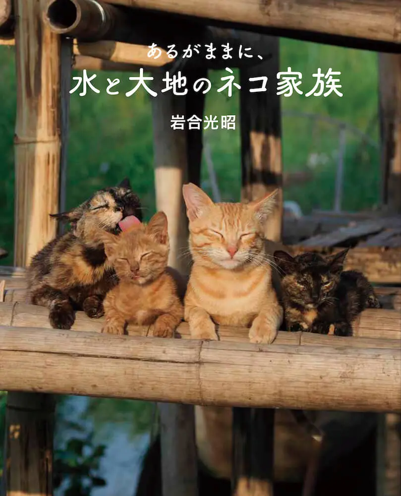 猫の毛づくろいを始めたのは なんと子牛 映画 岩合光昭の世界ネコ歩き 第2弾の新予告映像が公開 Cat Press キャットプレス