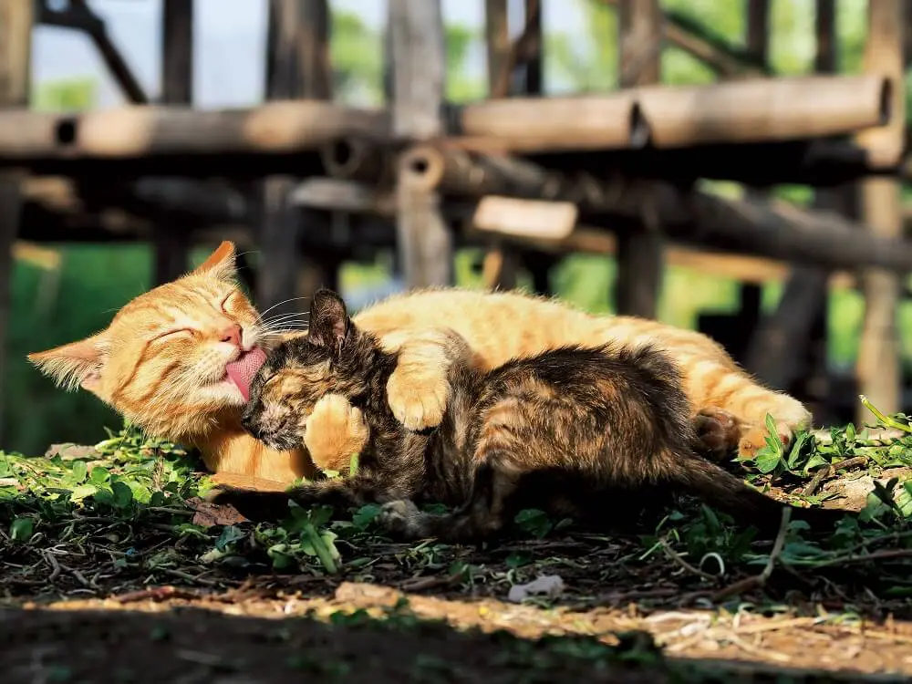 猫の家族愛に国境はニャい ミャンマーと北海道のネコ家族に密着した写真展が大阪で開催 Cat Press