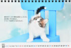 直木賞作家・志茂田景樹さんの猫カレンダーが今年も発売！辛い時も猫の写真と名言で癒やされるニャ