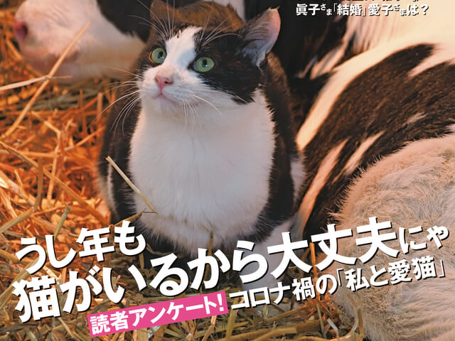 週刊朝日が4年連続で ネコ特集号 を発売 藤あや子 六角精児らネコ好きインタビューも収録 Cat Press キャットプレス