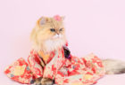 ネコの振り袖姿が可愛いすぎる！ヒト年齢で100歳になったご長寿猫の写真展「ねこめせん5」