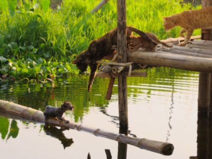 子猫が湖に落下！助けようとする母猫の仕草がグッとくる、映画「世界ネコ歩き」第2弾の予告映像を公開