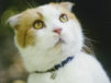 バカの壁の著者・養老孟司さんの愛猫「まる」が死去、人間なら88歳のご長寿ネコ