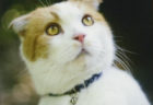 バカの壁の著者・養老孟司さんの愛猫「まる」が死去、人間なら88歳のご長寿ネコ