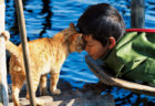 岩合映画の新作ネコ写真展「劇場版 岩合光昭の世界ネコ歩き　あるがままに、水と大地のネコ家族」の展示作品イメージ
