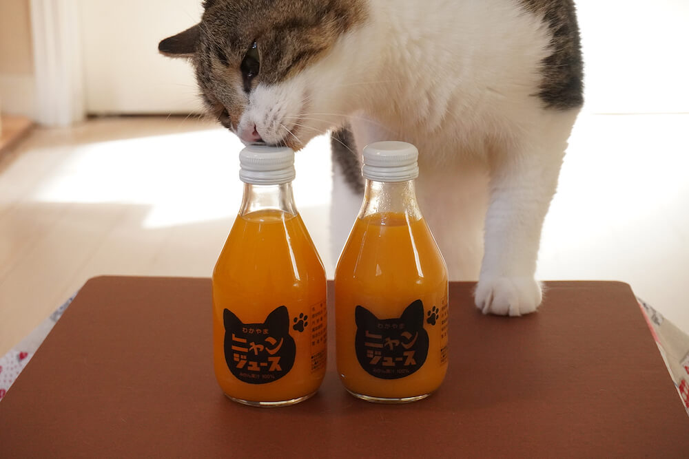 和歌山みかんジュース「ニャンジュース」の容器の臭いを嗅ぐ猫