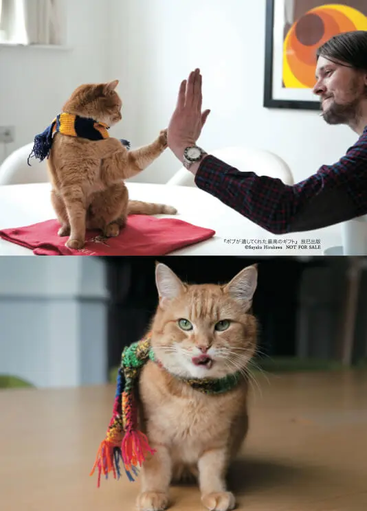 【ボブネコページ】 保護150日目 久しぶりに写真のボブ😳 いろんな表情を見せてくれてます