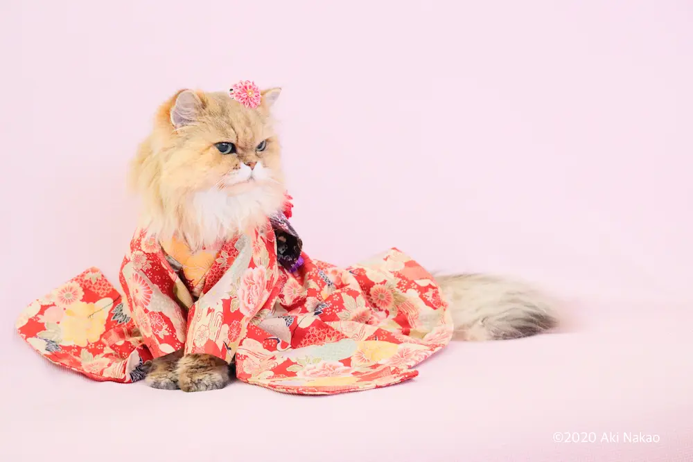 縮緬猫ちゃんの着物姿② ネコの振り袖姿が可愛いすぎる！ヒト年齢で100歳になったご長寿猫の