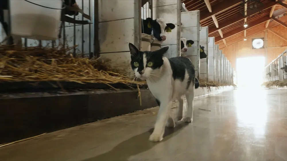 牛の鼻にスリスリする子猫がマジで天使すぎる 映画 世界ネコ歩き 第2弾の予告映像を公開 Cat Press キャットプレス