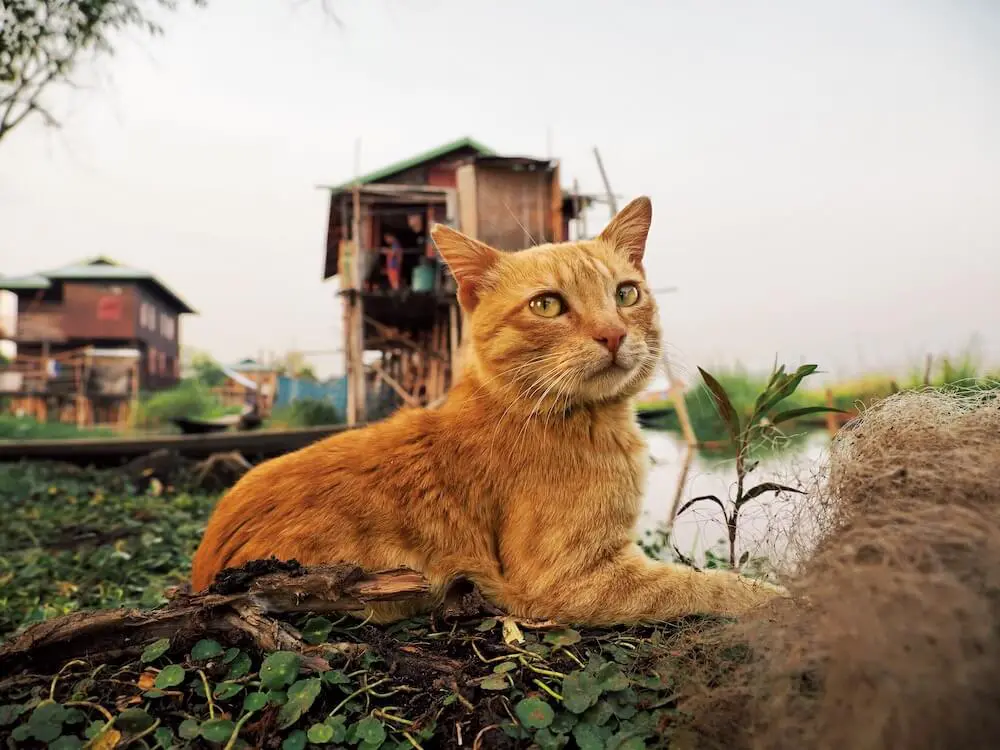 北海道とミャンマーで暮らす猫の家族愛を撮影 劇場版 世界ネコ歩き 第2弾の写真展が京都で開催 Cat Press