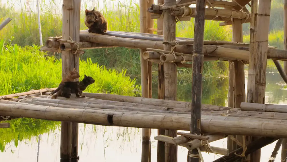 子猫が湖に落下 助けようとする母猫の仕草がグッとくる 映画 世界ネコ歩き 第2弾の予告映像を公開 Cat Press キャットプレス