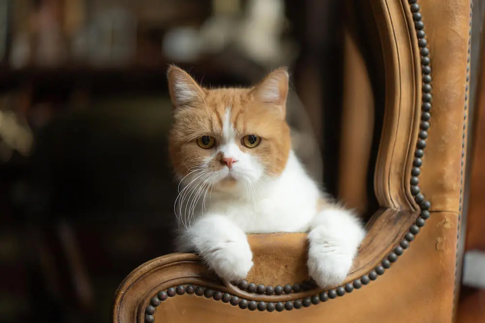 ふてニャン 桜井日奈子 サンシャイン池崎も登場 猫愛が詰まった雑誌 ネコブロス が爆誕 Cat Press キャットプレス