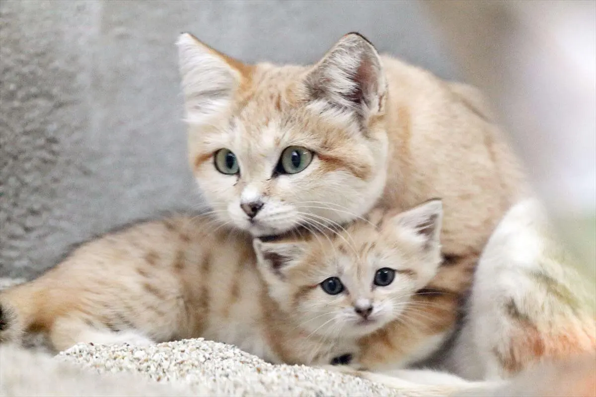 スナネコの育児姿が見られるかも 神戸の動物園が赤ちゃんとママの親子展示をスタート Cat Press キャットプレス