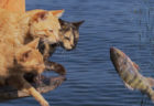 魚を捕まえるのに必死なネコの映像も解禁！映画「岩合光昭の世界ネコ歩き」第2弾が上映スタート