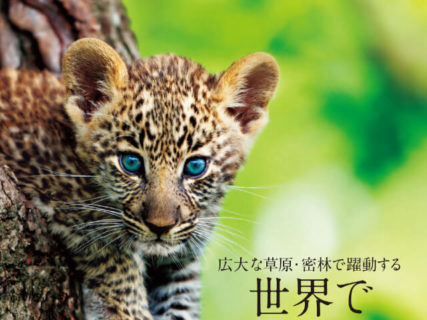 ネコ科好きにはたまらニャい！色鮮やかな写真で楽しめる書籍「世界で一番美しい野生ネコ図鑑」