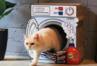 猫が入っていたのは洗濯機…ではなく爪とぎハウス！オーサムストアの新作ペット商品を紹介
