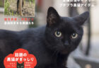 黒猫の歴史から話題の猫まで紹介！一冊まるごと黒猫にフォーカスした雑誌「黒猫まみれ」