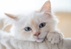 ロシア原産のモフモフ猫「サイベリアン」が急上昇！2020年の猫種ランキング、トップ30を紹介