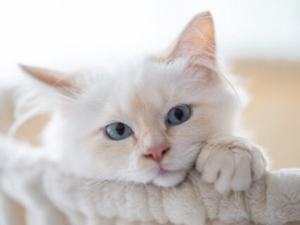 ロシア原産のモフモフ猫「サイベリアン」が急上昇！2020年の猫種ランキング、トップ30を紹介