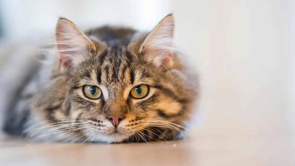猫A シャープのエアコンに何と「ネコちゃんモード」が搭載！最新機種となる