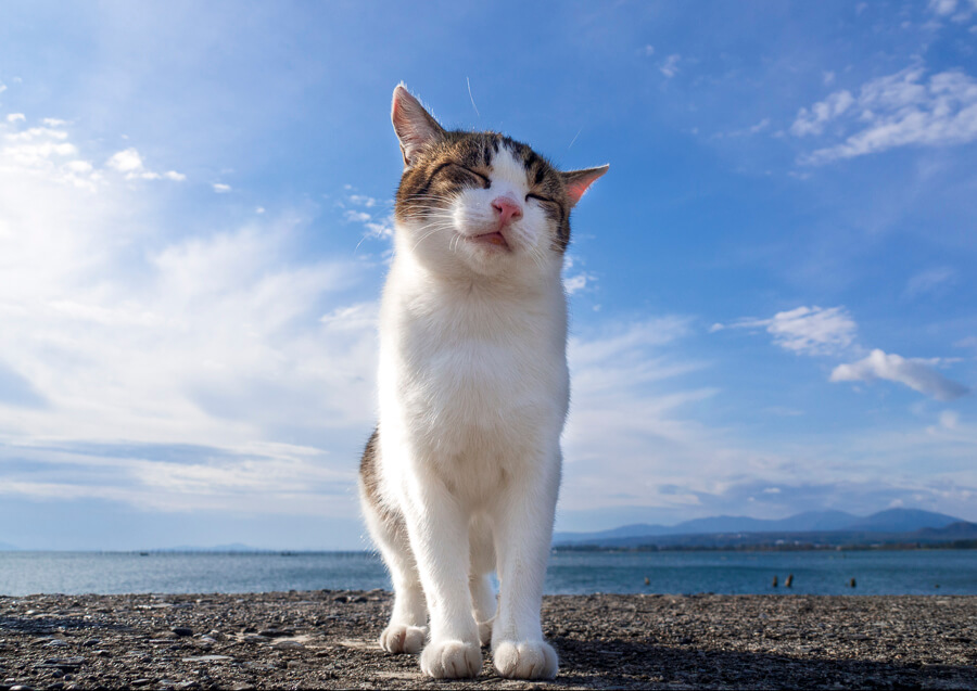 海を背景に撮影した猫の写真 by wada katsuo