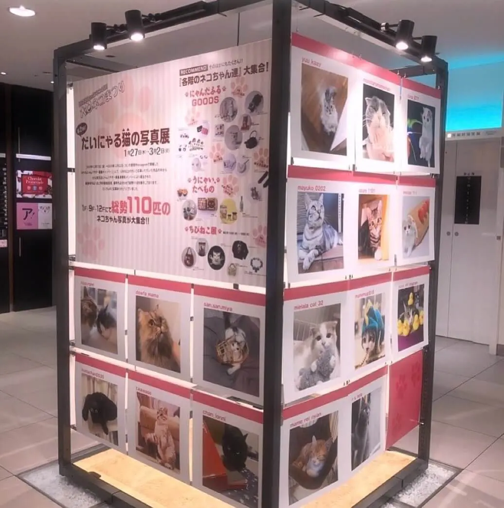 にゃん集中の猫が大丸東京店に集結 厳選した100匹のネコ写真展がオンラインでも同時開催中 Cat Press キャットプレス