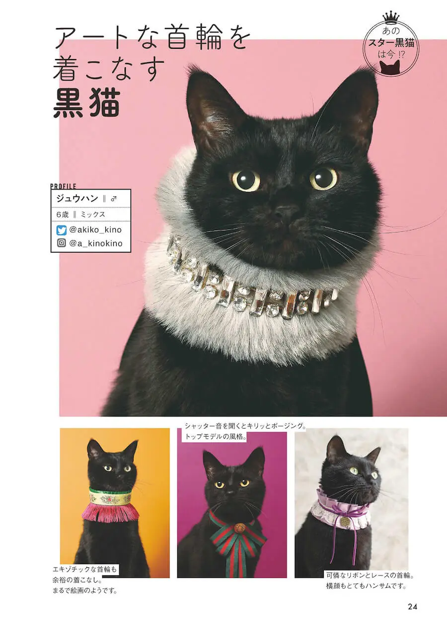黒猫の歴史から話題の猫まで紹介 一冊まるごと黒猫にフォーカスした雑誌 黒猫まみれ Cat Press キャットプレス