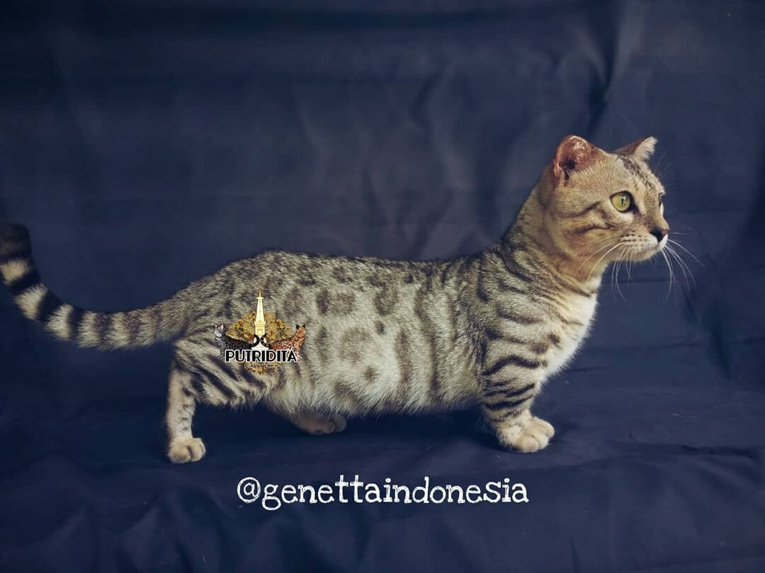 ベンガル×マンチカンを掛け合わせた猫種「ジェネッタ（genetta）」のイメージ写真