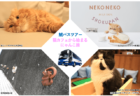 猫カフェや招き猫づくり体験も！ネコ好きのための日帰りバスツアーを名古屋のバス会社が企画