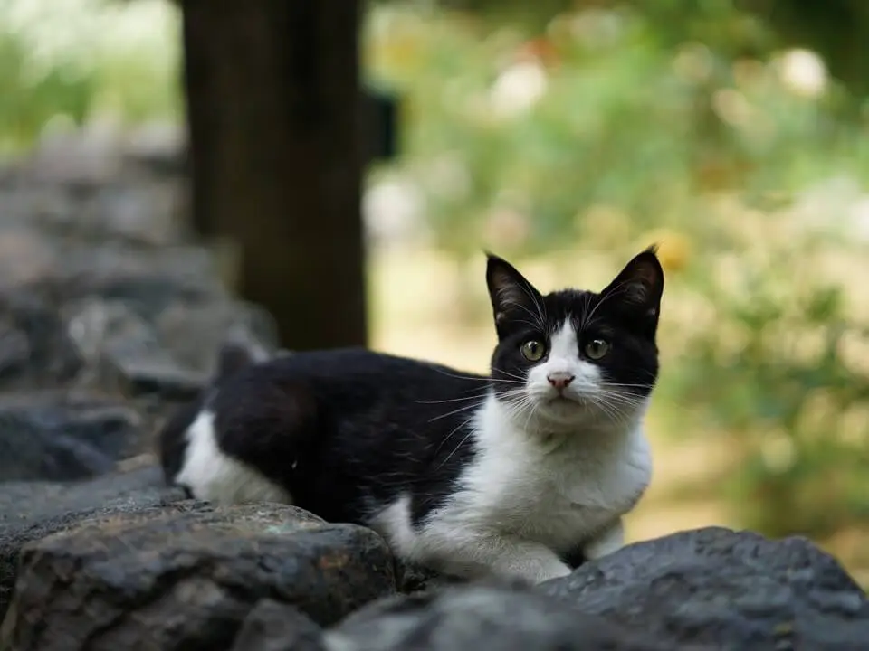 旅館、民宿、ゲストハウスの猫にフォーカス！紀行番組 旅猫ロマンの傑作選5〜6話は「お宿の猫」 | Cat Press