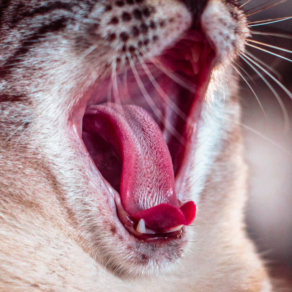 猫の舌にある突起物「糸状乳頭（しじょうにゅうとう）」拡大イメージ