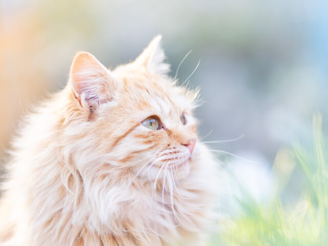 話題の立ち猫から海辺の猫まで！13名の写真家によるネコの写真展「ニャン都物語」横浜で開催 | Cat Press