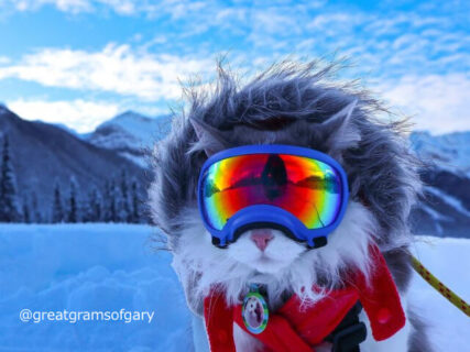 ゴーグル姿が超かっこいい！カナダで暮らす猫の「ゲイリー」くんはスキーも楽しむアウトドア派