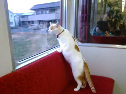 トリンドル玲奈も猫にメロメロ！走行中の電車で猫とふれあえる「ねこカフェ列車」第2弾が開催決定