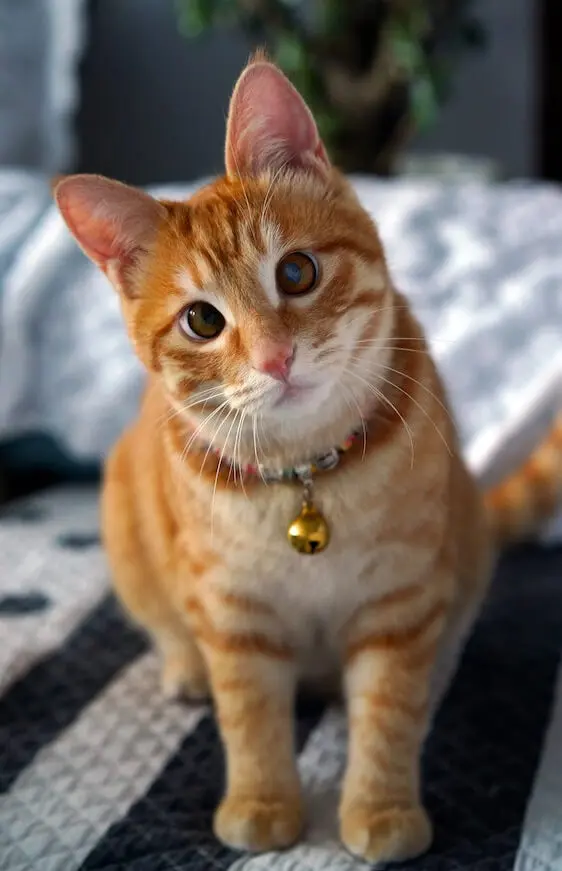 猫の声を演じるのは 福山雅治 仲里依紗 長濱ねる 長崎出身の著名人7名が結集した動画が話題に Cat Press