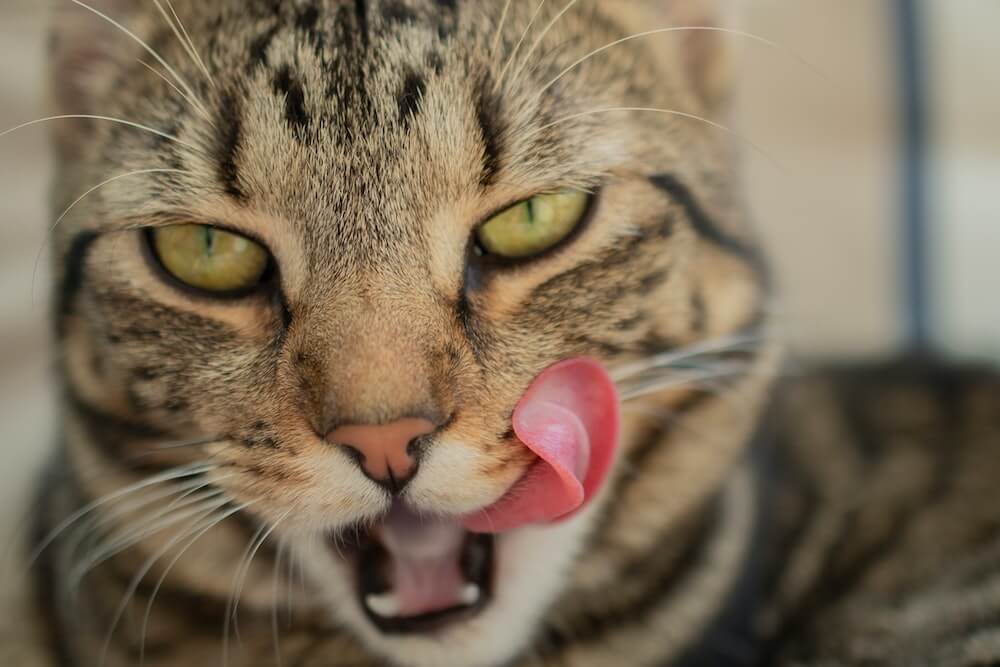 舌なめずりをして何でも食べそうな猫のイメージ写真