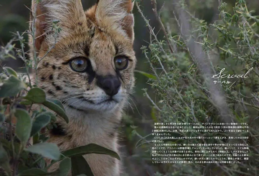 野生ネコの魅力をたっぷり凝縮 医師で写真家 井上冬彦氏の写真集 サバンナのネコ Cat Press