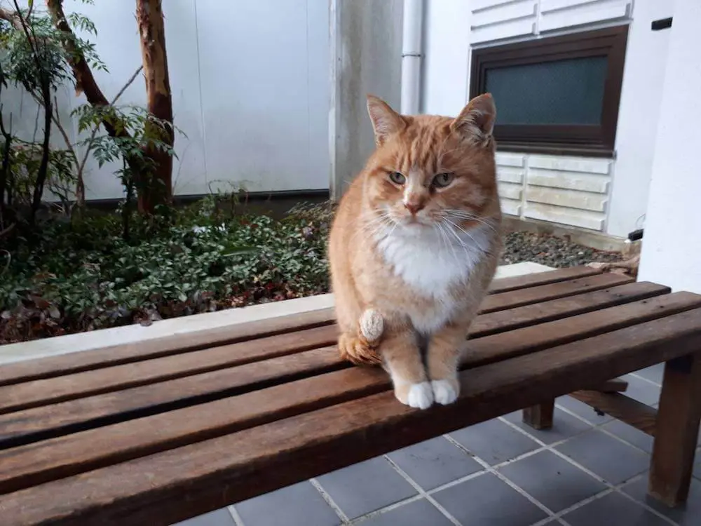会ってみたい宿泊施設の看板猫ランキング 従業員やお客さんを癒やしてくれる魅惑の猫たちを紹介 Cat Press