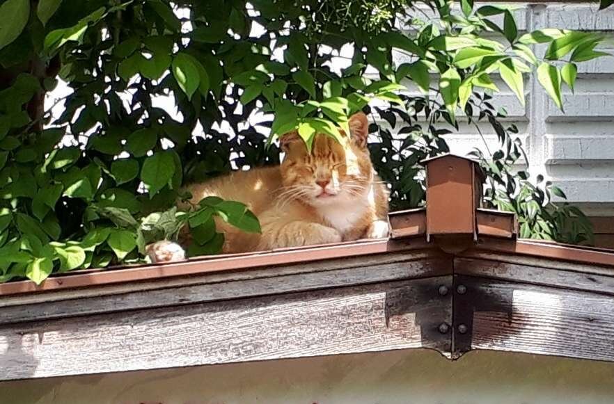 屋根の上でくつろぐ看板猫の「チビ」 by 下呂温泉のニコニコ荘
