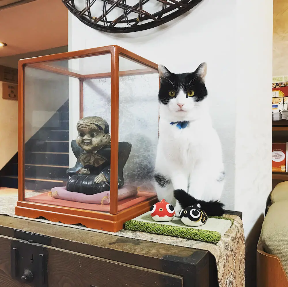 会ってみたい宿泊施設の看板猫ランキング 従業員やお客さんを癒やしてくれる魅惑の猫たちを紹介 Cat Press