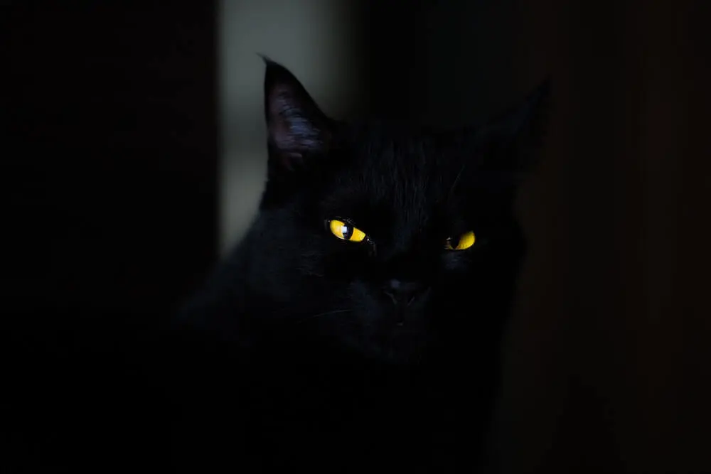 黒猫の漆黒ボディを万年筆で表現 紀伊國屋グループの文具ブランドから注目の新作が登場 Cat Press キャットプレス