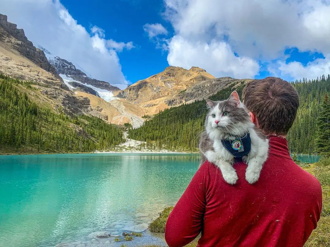 ゴーグル姿が超かっこいい カナダで暮らす猫の ゲイリー くんはスキーも楽しむアウトドア派 Cat Press