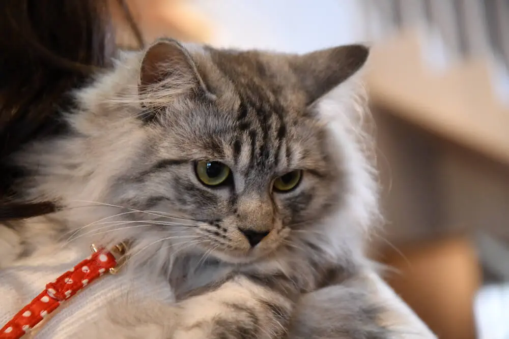 会ってみたい宿泊施設の看板猫ランキング 従業員やお客さんを癒やしてくれる魅惑の猫たちを紹介 Cat Press