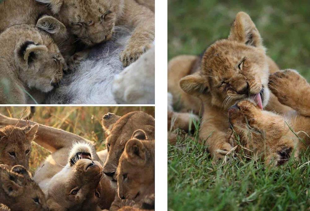 家族で子育てをするライオンの写真 by 写真集『サバンナのネコ』