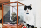 会ってみたい宿泊施設の看板猫ランキング！従業員やお客さんを癒やしてくれる魅惑の猫たちを紹介
