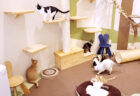 店内には保護猫との出会いの場も完備！ペット用品の通販サイト「ペピイ」がリアル店舗をオープン