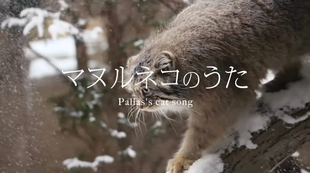 もふもふのネコ科動物がミュージックビデオに 那須どうぶつ王国が マヌルネコのうた を公開 Cat Press