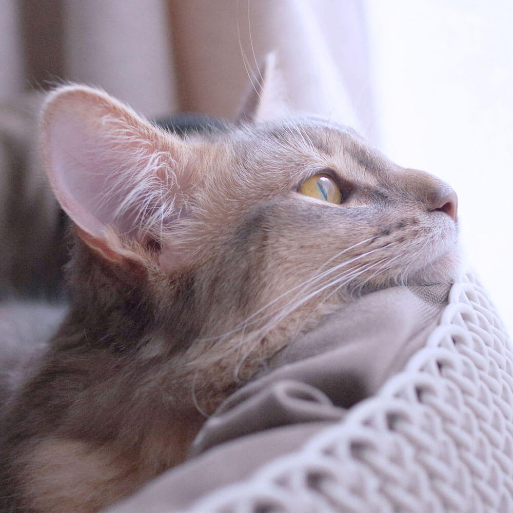 窓の外を眺める猫の横顔 by ねこにすと（NEKO-NIST）